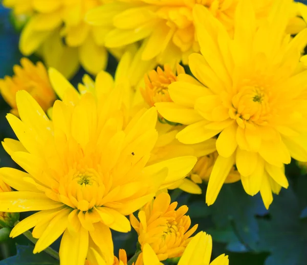 Gelbe Chrysantheme — Stockfoto
