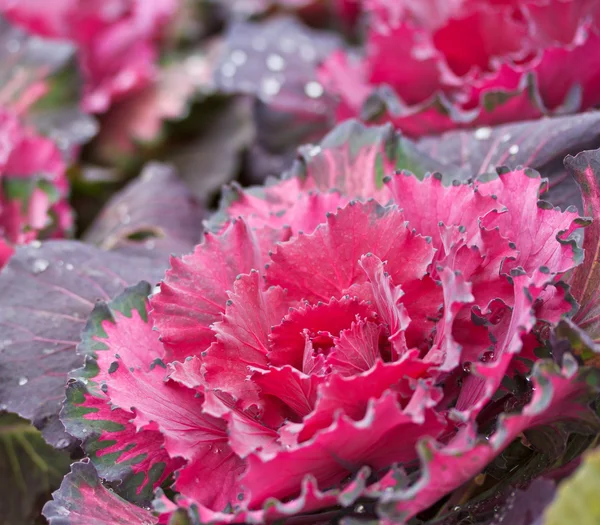 Cabbage — Stock Photo, Image