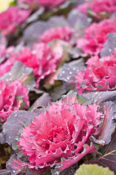 Cabbage — Stock Photo, Image