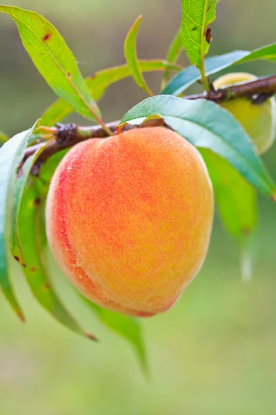 Peach — Stock Photo, Image