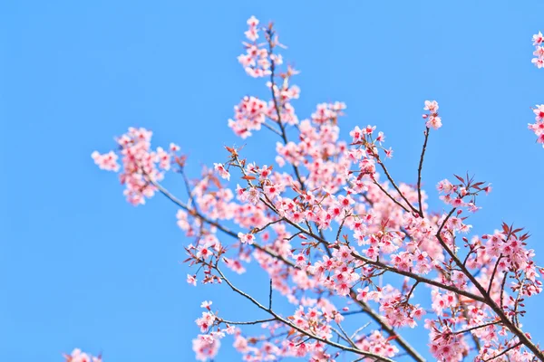 Fiore di ciliegio — Foto Stock