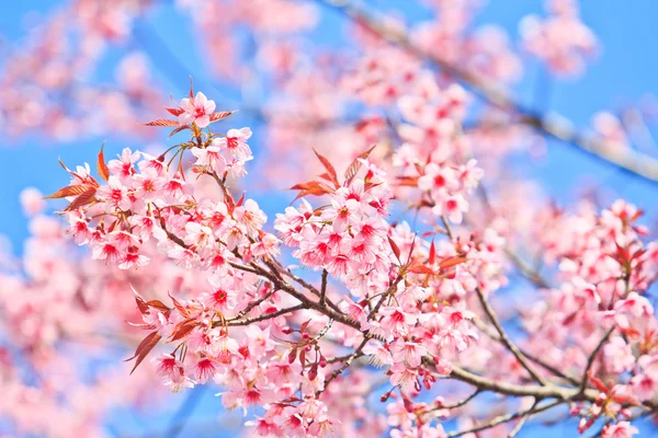 Flor de cerezo — Foto de Stock