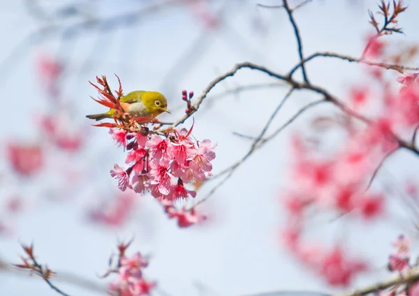 Fiore di ciliegio — Foto Stock