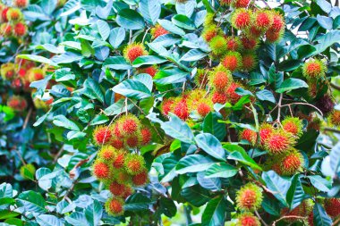 taze rambutan