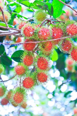 taze rambutan