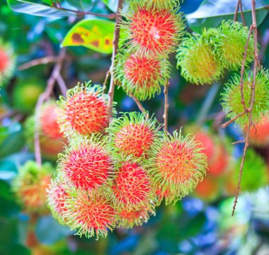taze rambutan