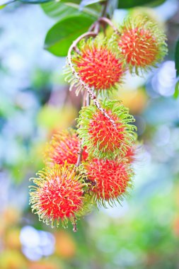 taze rambutan