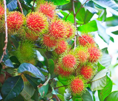 taze rambutan