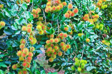 taze rambutan