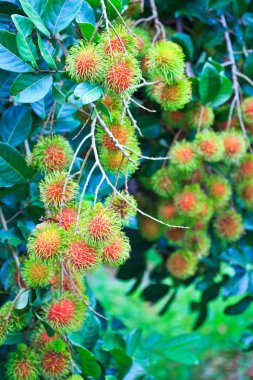 taze rambutan