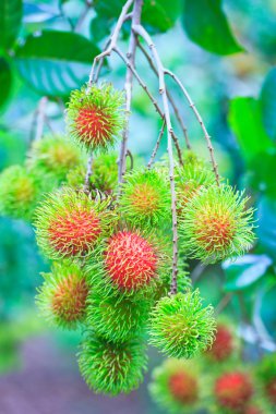 taze rambutan