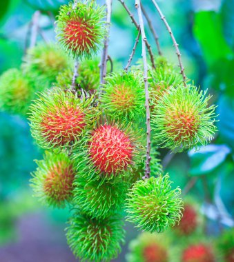 taze rambutan