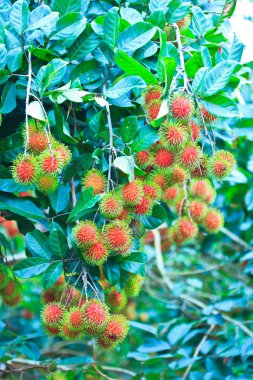 taze rambutan