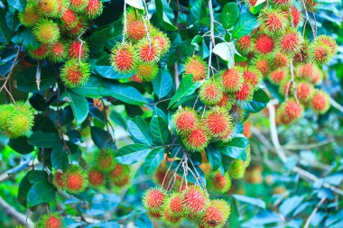 taze rambutan
