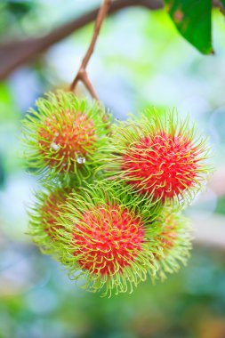taze rambutan