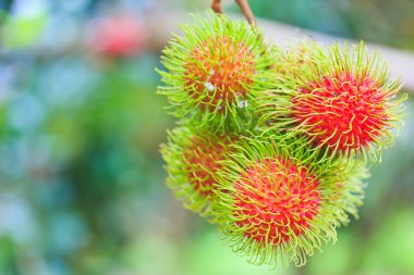 taze rambutan