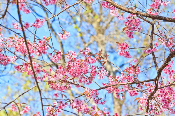 Körsbärsblomma — Stockfoto