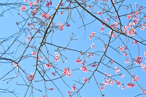 Flor de cerezo —  Fotos de Stock