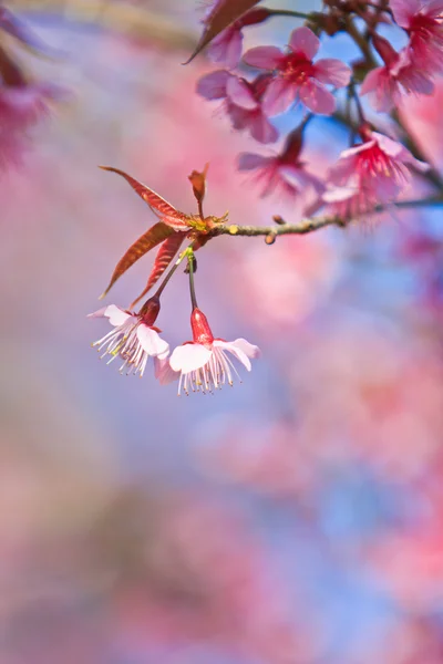 Kirsebærblomst - Stock-foto