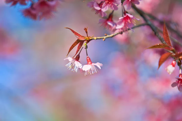 Kirsebærblomst - Stock-foto