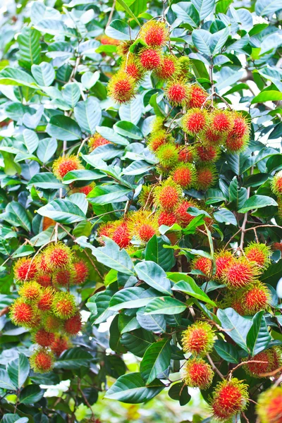 Rambutan fresco —  Fotos de Stock