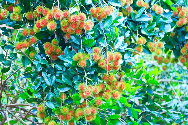 Rambutan fresco —  Fotos de Stock