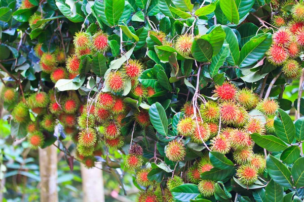 Rambutan fresco —  Fotos de Stock