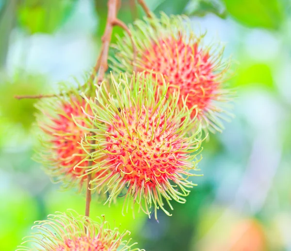 Rambutan fresco — Foto Stock