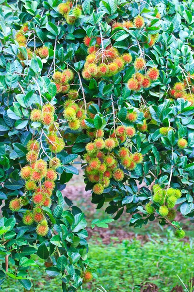 Rambutan fresco — Fotografia de Stock