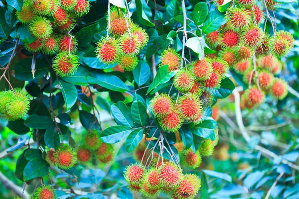 Rambutan fresco — Fotografia de Stock