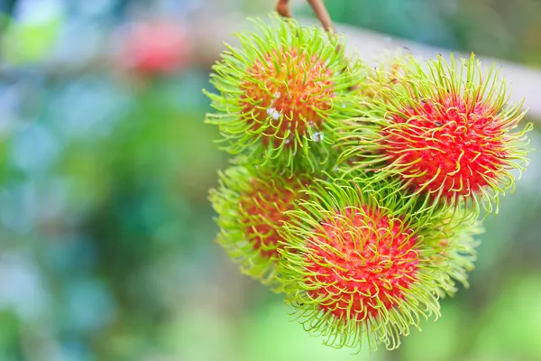 Fresh rambutan — Stock Photo, Image