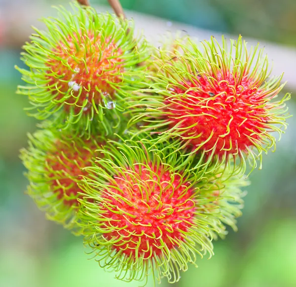 Fresh rambutan — Stock Photo, Image