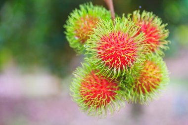 taze rambutan