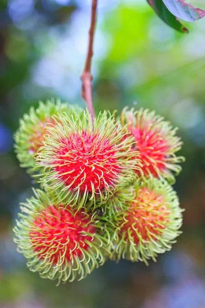 Rambutan fresco — Foto Stock