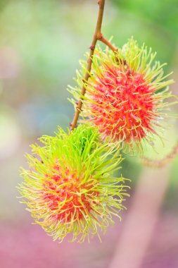 taze rambutan