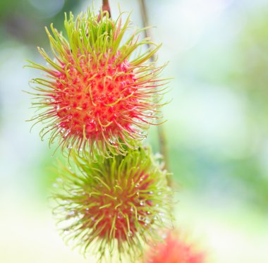 taze rambutan