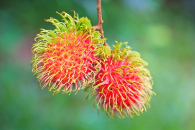 taze rambutan