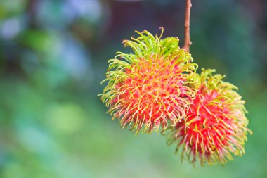 taze rambutan