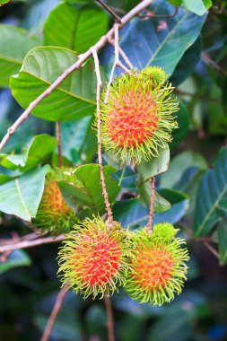 taze rambutan