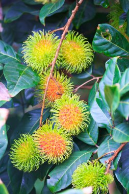 taze rambutan