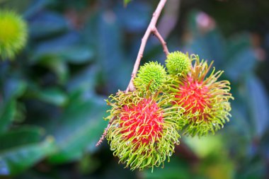taze rambutan