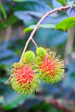 taze rambutan