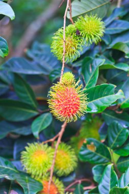 taze rambutan