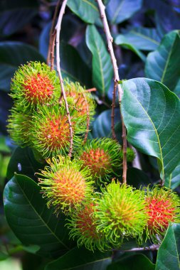 taze rambutan