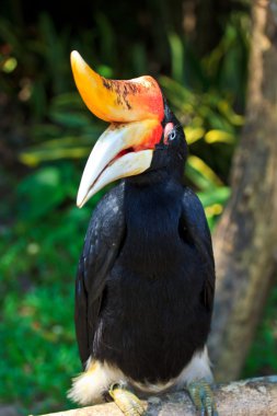 Kartallar