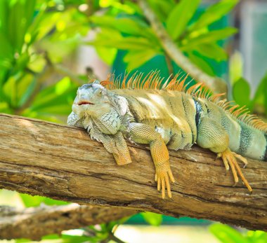 Yeşil iguana