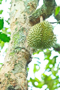 Durian tropikal meyveler