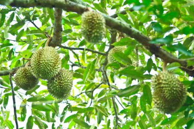 Durian tropikal meyveler