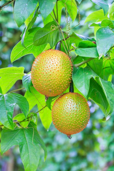 Baby Jackruit — Stock Photo, Image