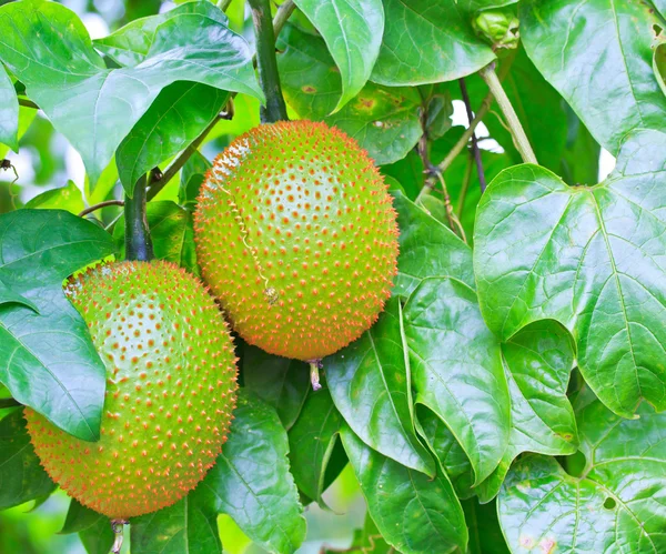 Baby Jackruit — Stock Photo, Image